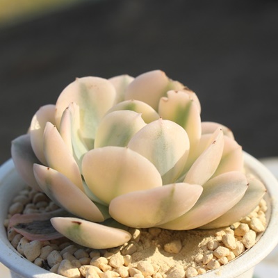 j[,j[шĕ,j[ђʔ,j[шĕ₵,j[эgt,j[їt,ic,؍c,Echeveria runyoniivariegata,iɂƂ