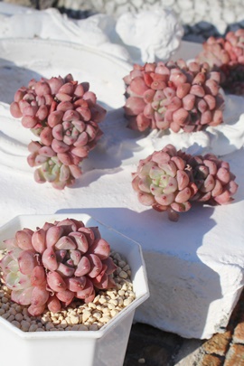 bhxxbgAGPxA-Echeveria Red Velvet