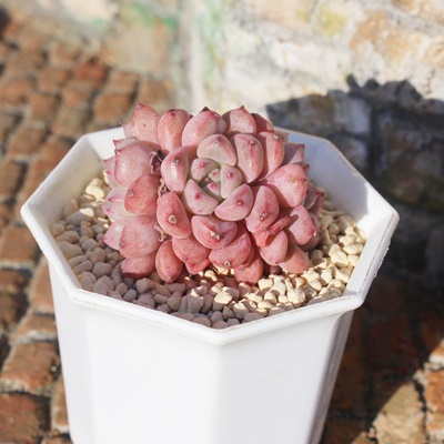 bL[ou,bL[ouĕ,bL[ouʔ,bL[ouĕ₵,bL[ougt,bL[out,ic,؍c,Echeveria lucky bubble,iɂƂ