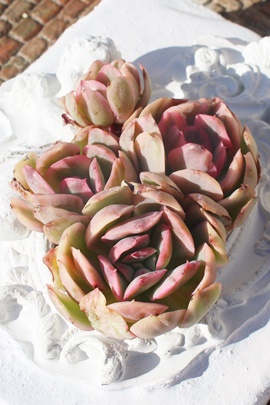 bhxxbgAGPxA-Echeveria Red Velvet