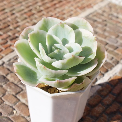 [Y,[Yшĕ,[Yђʔ,[Yшĕ₵,[Yэgt,[Yїt,ic,؍c,Echeveria Lemon rose variegata,iɂƂ