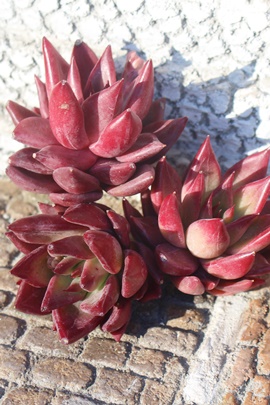 bhxxbgAGPxA-Echeveria Red Velvet