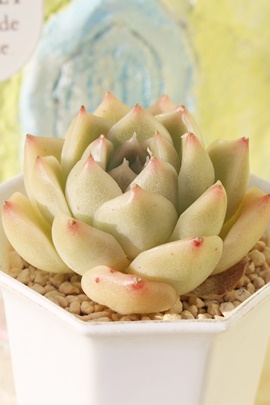 bhxxbgAGPxA-Echeveria Red Velvet