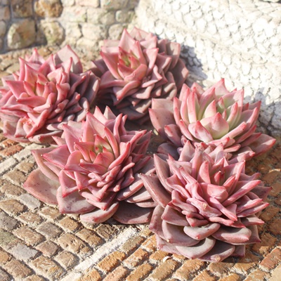 bhhS,bhhSĕ,bhhSʔ,bhhSĕ₵,bhhSgt,bhhSt,؍c,Echeveria Red doragone,iɂƂ