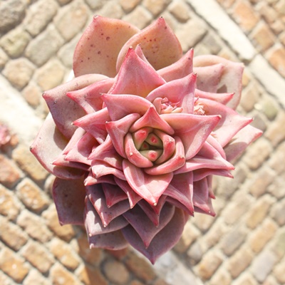 bhhS,bhhSĕ,bhhSʔ,bhhSĕ₵,bhhSgt,bhhSt,؍c,Echeveria Red doragone,iɂƂ