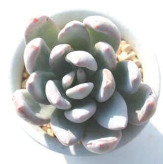 ̒ÂAGPxA-Echeveria cv 'SIMONOASITA'