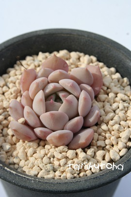 US[UGNAGPxA-Echeveria cuspidata var. zaragozae,clara