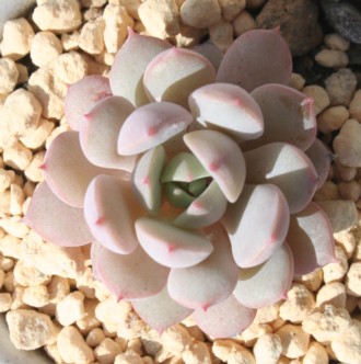 US[UGNAGPxA-Echeveria cuspidata var. zaragozae,clara