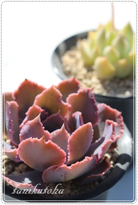 VrAiAGPxA-Echeveria shaviana