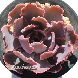 VrAiAGPxA-Echeveria shaviana