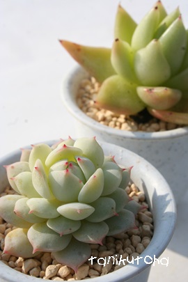 Ö邹AfxM[AGPxA-Echeveria derenbergii