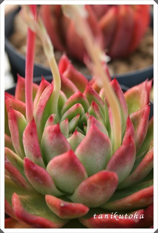 {@AӂAGPxA-Echeveria agavoides 'Plolifela'