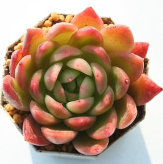 {@AӂAGPxA-Echeveria agavoides 'Plolifela'