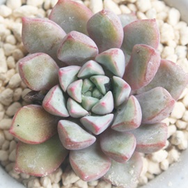 TuR{TAE030AGPxA-Echeveria subcorymbosa