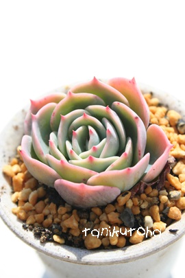 _ӂAZN_AGPxA-Echeveria secnda