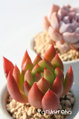 WFCh|CgAGPxA-Echeveria cv 'Jade Point'