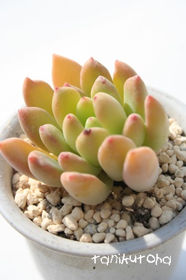 @؁A񂰁AGPxA-Echeveria cv 'SIRORENGE'