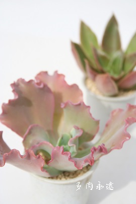 Ve[AGPxA-Echeveria cv eCHANTILLYf