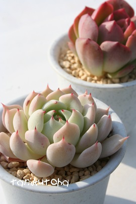 NXs_[^o[WUS[UGAGPxA-Echeveria cuspidata var. zaragozae