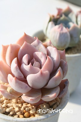 TuZVXAGPxA-Echeveria peacockii 'Subsessilis'