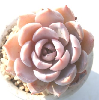 TuZVXAGPxA-Echeveria peacockii 'Subsessilis' 