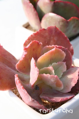 Wbp[AGPxA-Echeveria cv 'JIPPER'