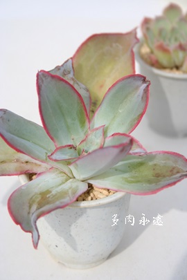 TuM_AGPxA-Echeveria subrigida