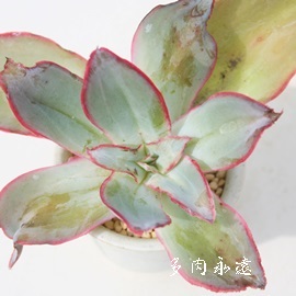 TuM_AGPxA-Echeveria subrigida