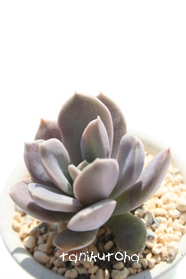 ]A݂AGPxA-Echeveria cv 'SUMIE'