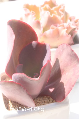 Vo[IbhAGPxA-Echeveria cv 'SILVER ON RED'