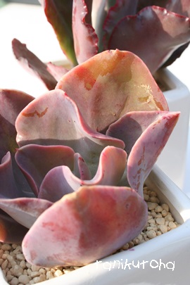 WW[ubhAGPxA-Echeveria cv 'Gingerbread'