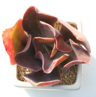 WW[ubhAGPxA-Echeveria cv 'Gingerbread'