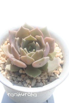 Vo[[AGPxA-Echeveria cv 'Silver Moon'