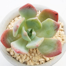 _^Cva,ZN_AGPxA-Echeveria secnda type B