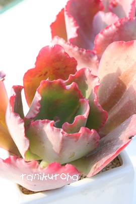 WvV[AGPxA-Echeveria cv 'Gypsy'