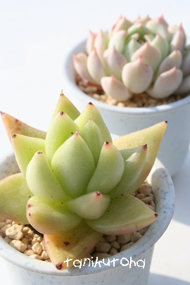 _Â̂߁AAK{CfXAGPxA-Echeveria agavoides