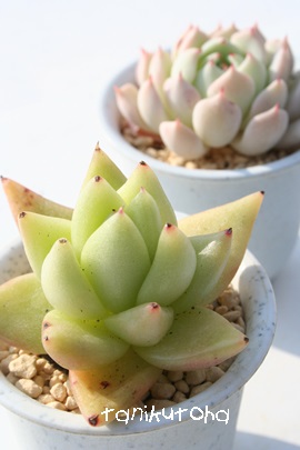 _Â̂߁AAK{CfXAGPxA-Echeveria agavoides