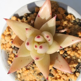 _Â̂߁AAK{CfXAGPxA-Echeveria agavoides