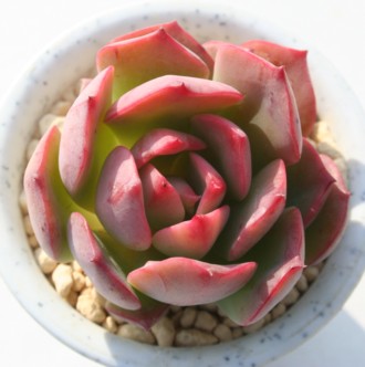 XyN^rXAGPxA-Echeveria cv 'SPECTABILIS'