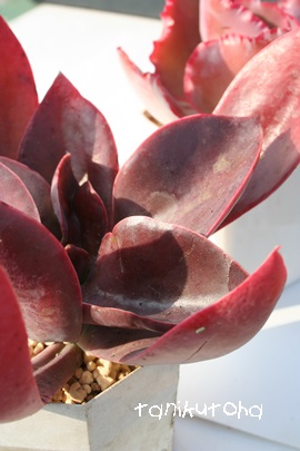 TOClAAGPxA-Echeveria sanguinea