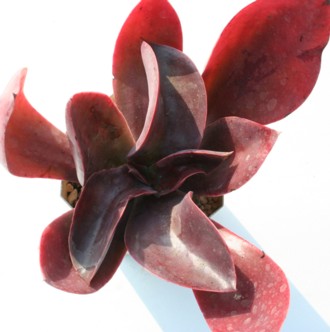 TOClAAGPxA-Echeveria sanguinea