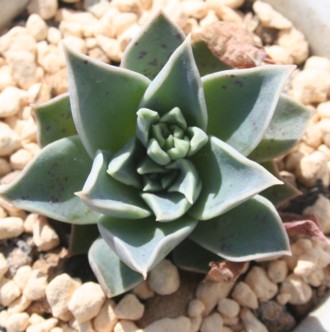 ZVt[AGPxA-Echeveria cv 'SESSILIFLORA'