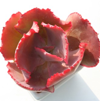 Xgx[n[gAGPxA-Echeveria cv 'STRAWBERRY HAERT'