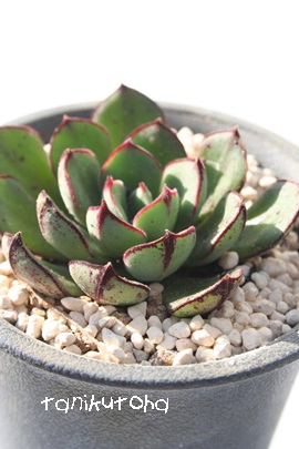 WA_jGAGPxA-Echeveria cv 'Joan Daniel