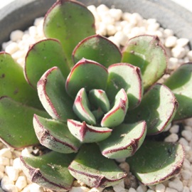 WA_jGAGPxA-Echeveria cv 'Joan Daniel'