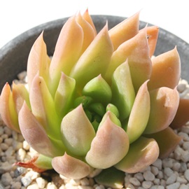 Vo[u[hAGPxA-Echeveria cv 'Silverbroad'