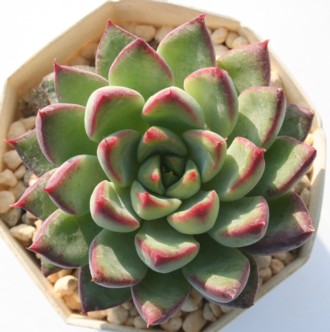 VVAAGPxA-Echeveria cv 'Cynthia'