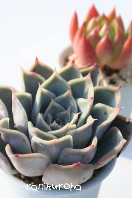 PA䂫Ђ߁AGPxA-Echeveria cv 'SIRAYUKIHIME'