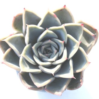 PA䂫Ђ߁AGPxA-Echeveria cv 'SIRAYUKIHIME'