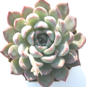  ̉؁A䂫̂͂ȁAGPxA-Echeveria cv 'SIRAYUKINOHANA'